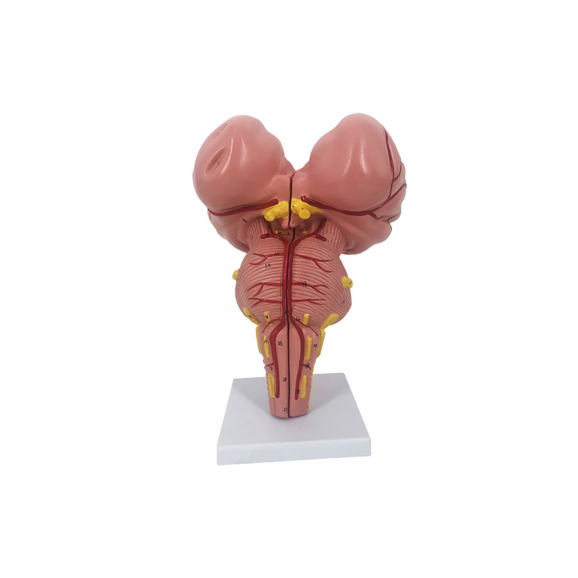 YA/N021 Brainstem, Enlarged 3 Times