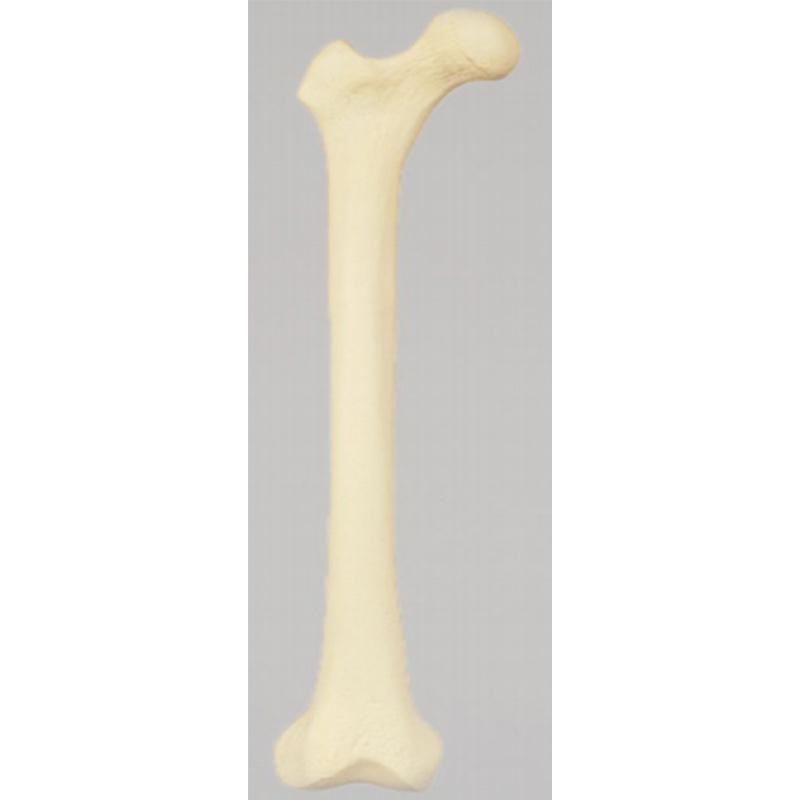 Femur Practice Model (Solid Core)