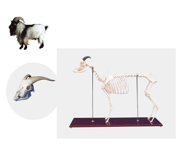 YA/BB105 Sheep Skeleton Specimen