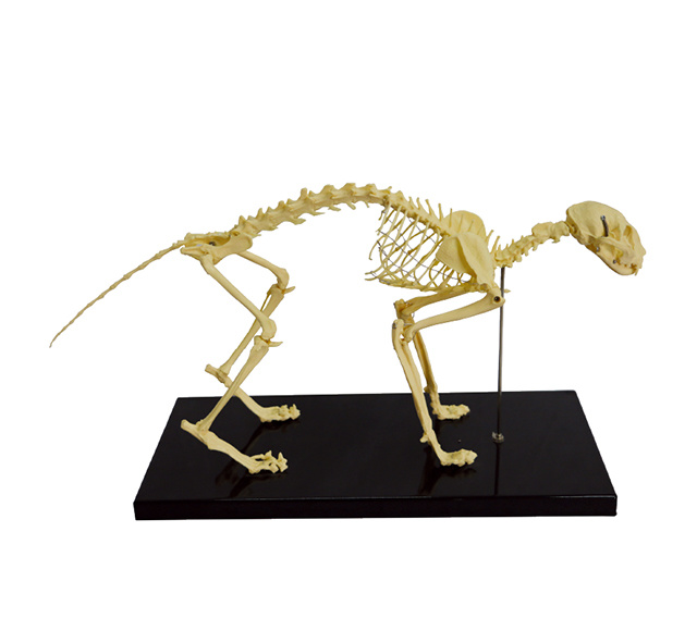 YA/B109 Feline Skeleton Model