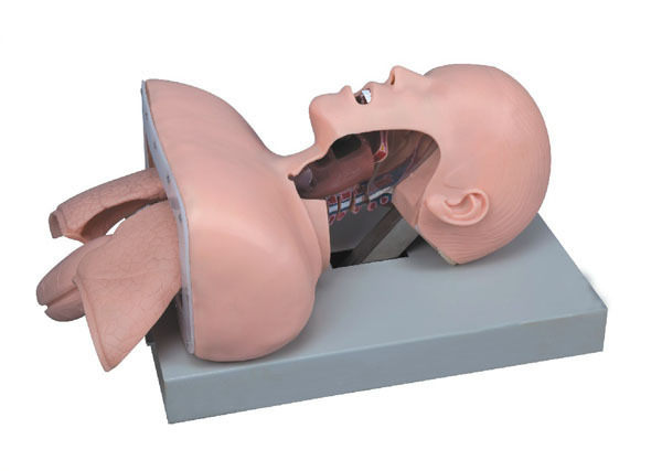 Trachea Intubation Training Model