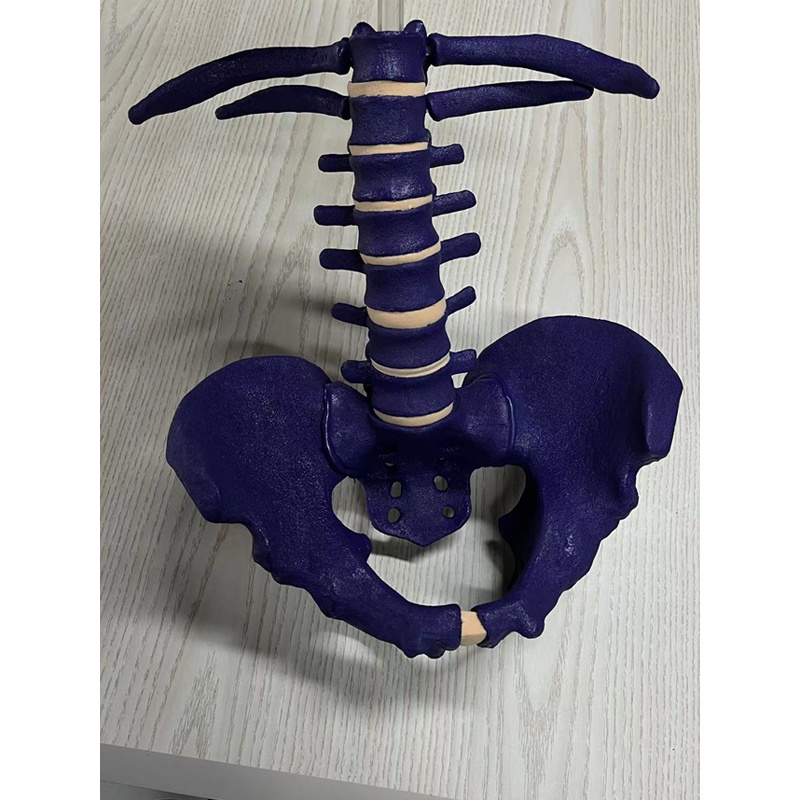 CT Imaging of Ribs, Thoracical Vertebrae and Pelvis Bone Model