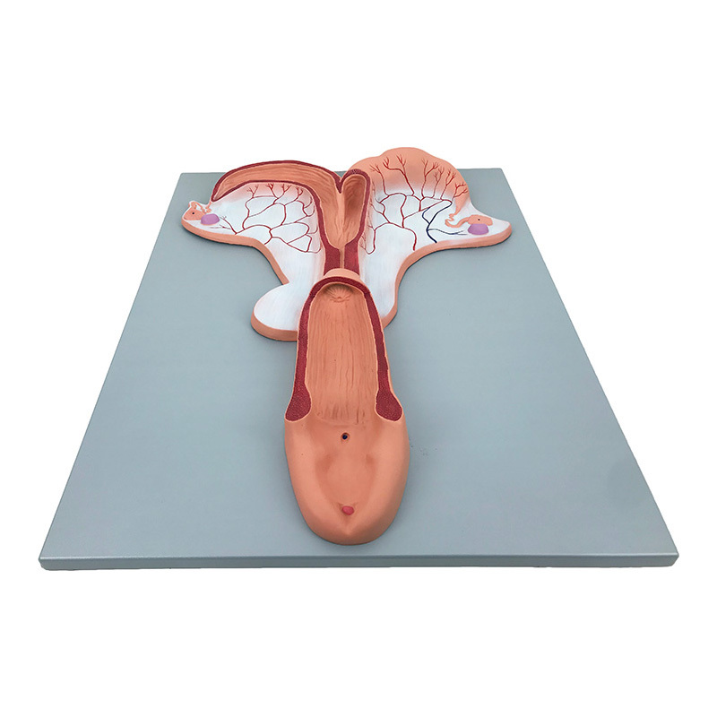 YA/B030-3 Horse Uterus Model