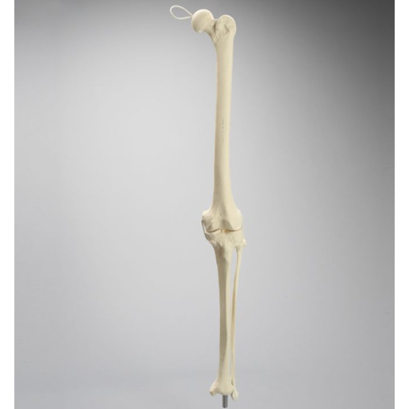 Knee Joint Practice Model with Fibula