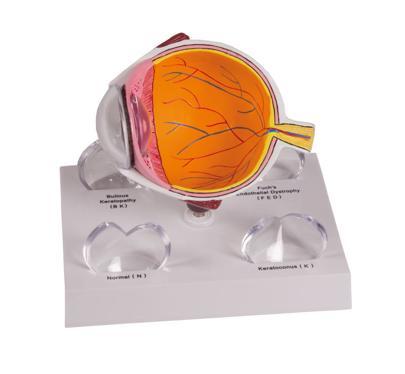 YA/S036 Cornea Cross Section Eye Anatomy Model