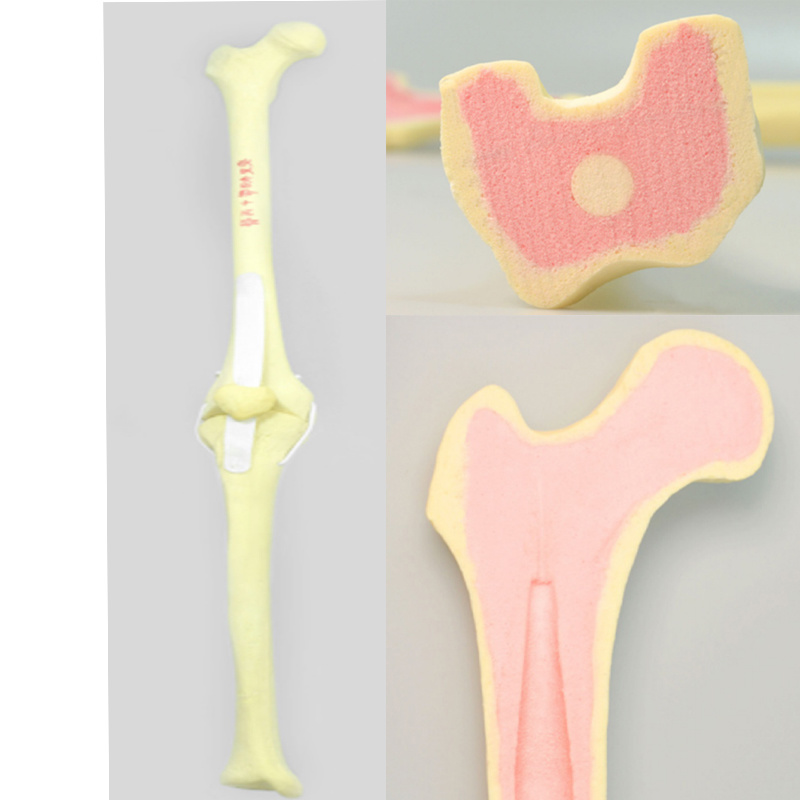 Knee Joint Practice Model with Collateral Ligament (Solid Core)