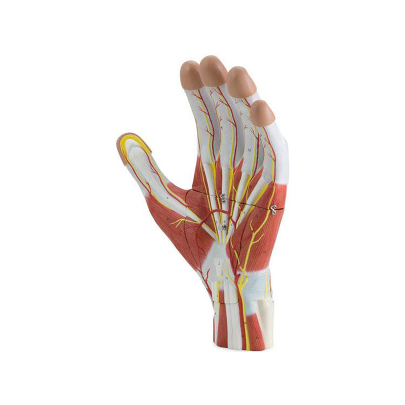 YA/H015 Anatomy of the Hand – 3 Parts