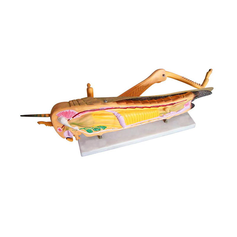 YA/B042 Locust Dissection Model