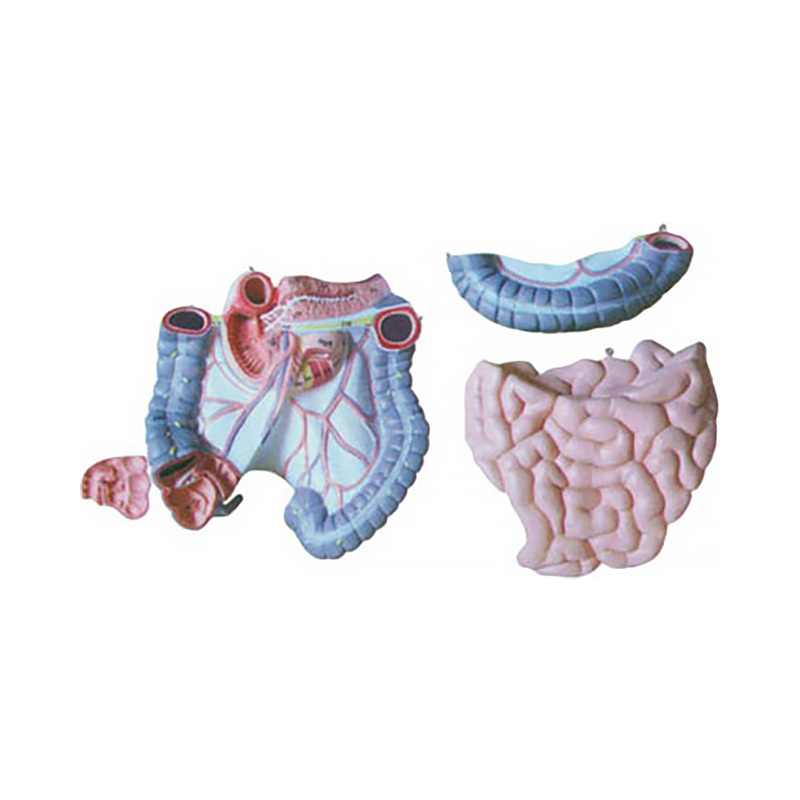 YA/D012 Anatomical Model of Colon, Jejunum, and Ileum