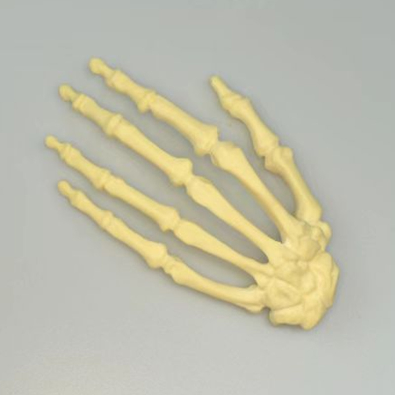 Hand Bone Practice Model