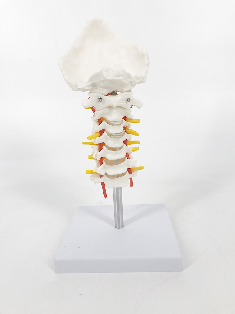 YA/L032 Cervical Vertebral Column with Spinal Nerves and Arteries