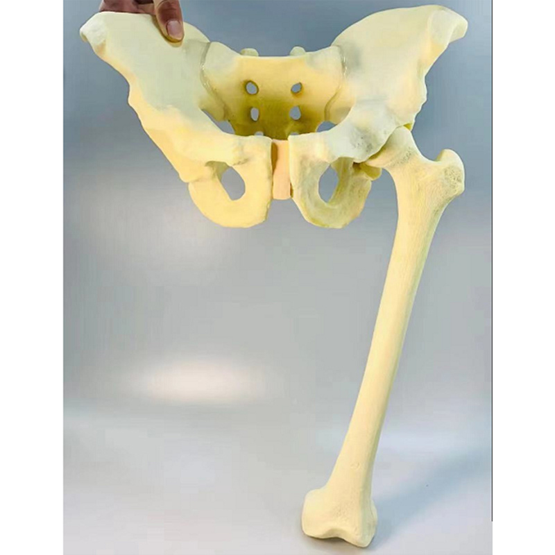 Pelvis Bone and Femur Bone Practice Model