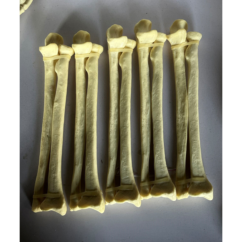 Radius and Ulna Practice Model