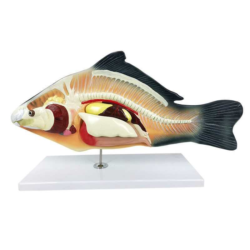 YA/B023 Carp Fish (Cyprinus carpio) Anatomy Model