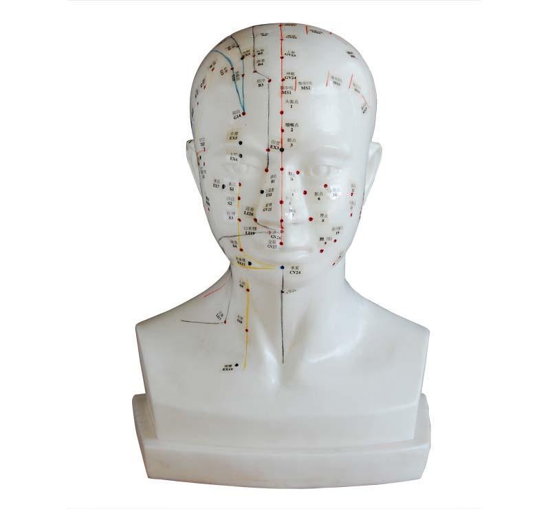 YA/Z021-2 Chinese acupuncture head, Life Size