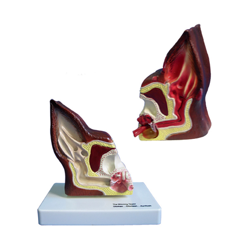 YA/B026A Two-Sided Canine Ear Model