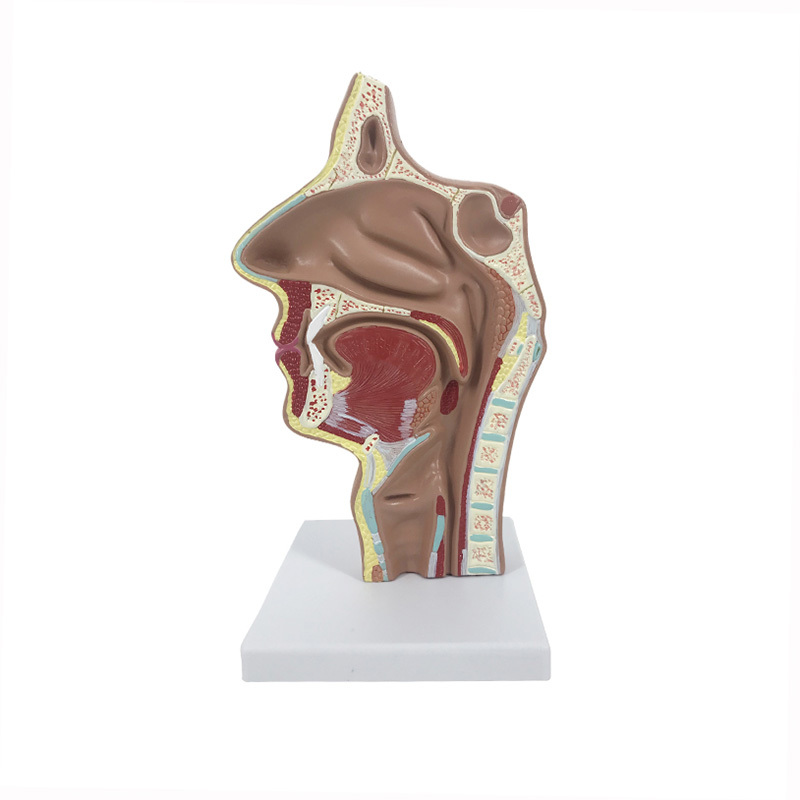 YA/R021A Model of Nasal Cavity and Oral Cavity Longitudinal Section