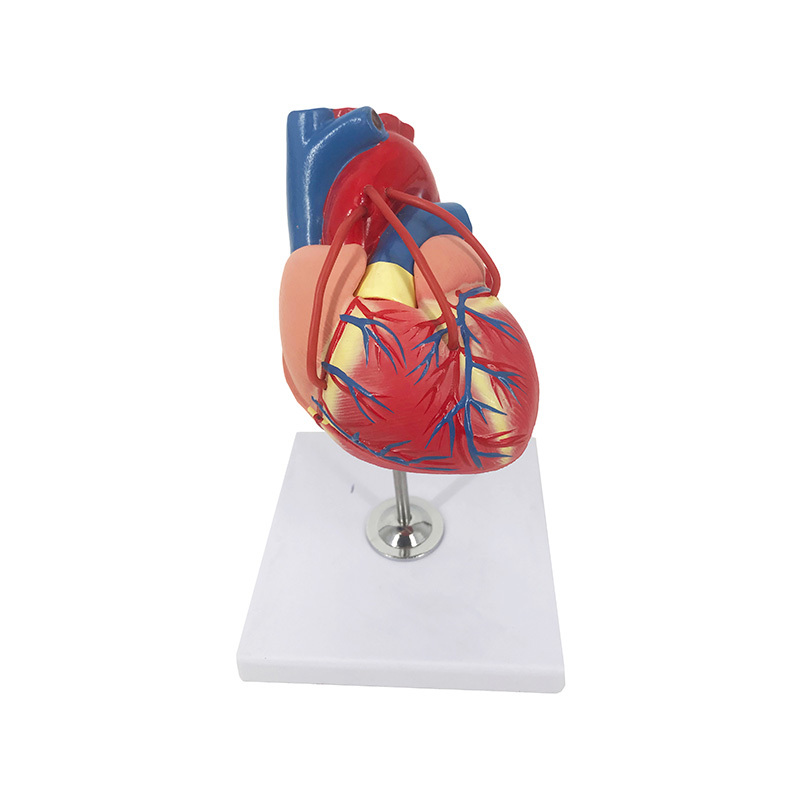 YA/C024 Classic Heart Anatomy Model With Bypass