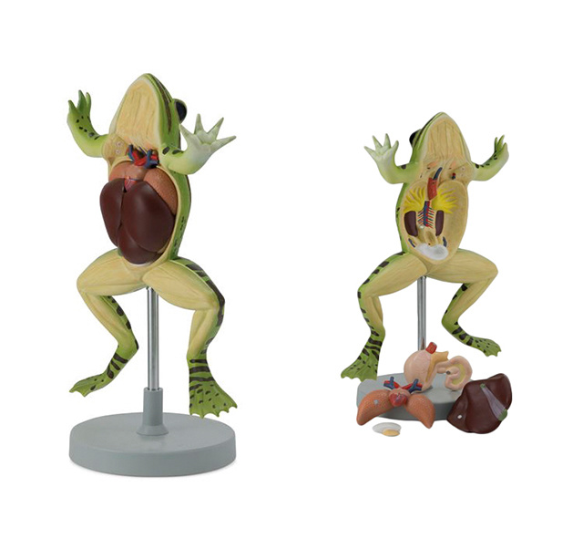 YA/B045 Frog Dissection Model