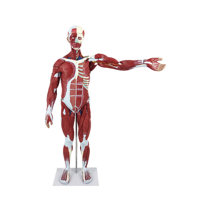 2024 Product Catalogue for Anatomy