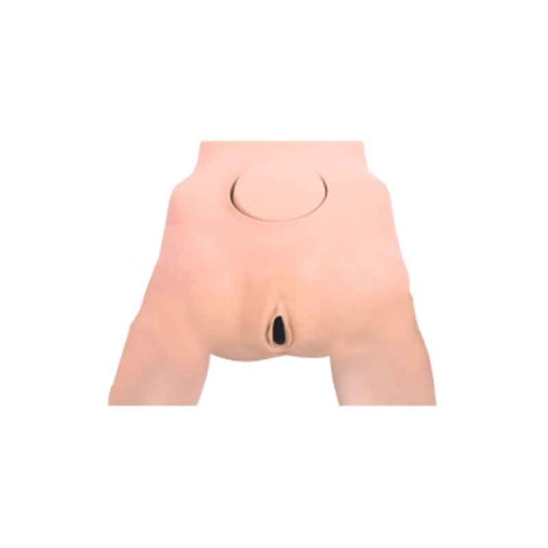 Female Pelvic Measurement Model