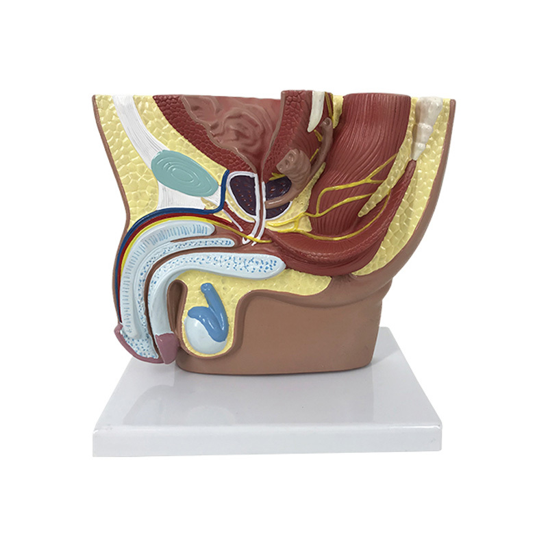 YA/U053 Male Pelvis Section Anatomy Model