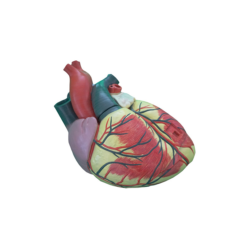YA/C021 3x Life-Size 3-Part Human Heart Anatomy Model