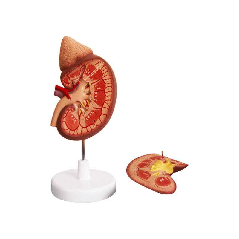 YA/U022 Kidney with Adrenal Gland, 3X life size, 2 Parts