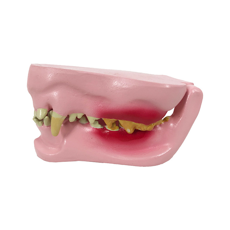YA/B026C Canine Jaw Model