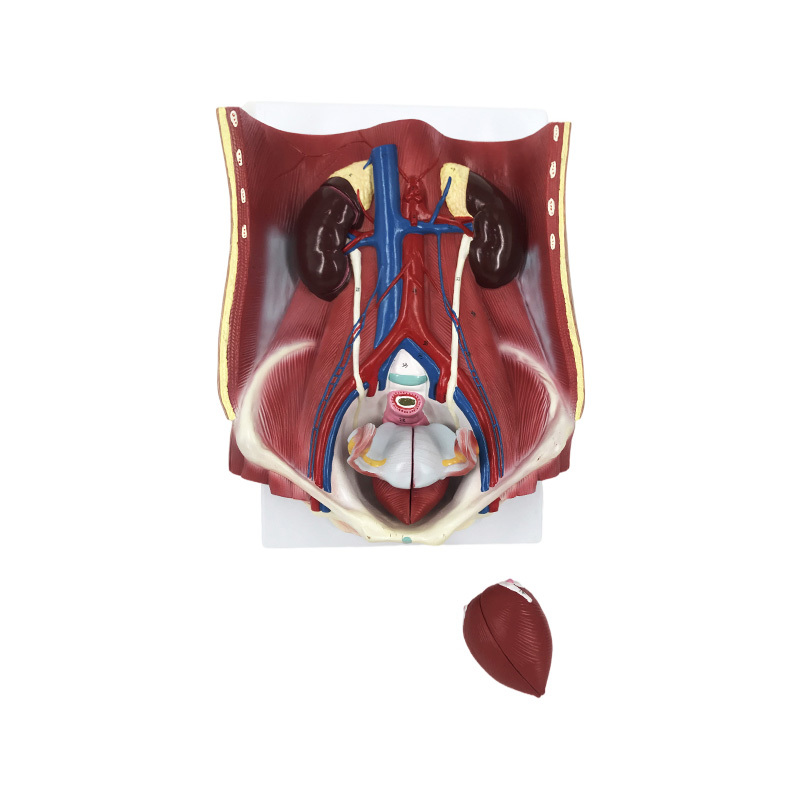 YA/U013 Dual Sex Urinary System Anatomy Model (6 Parts)