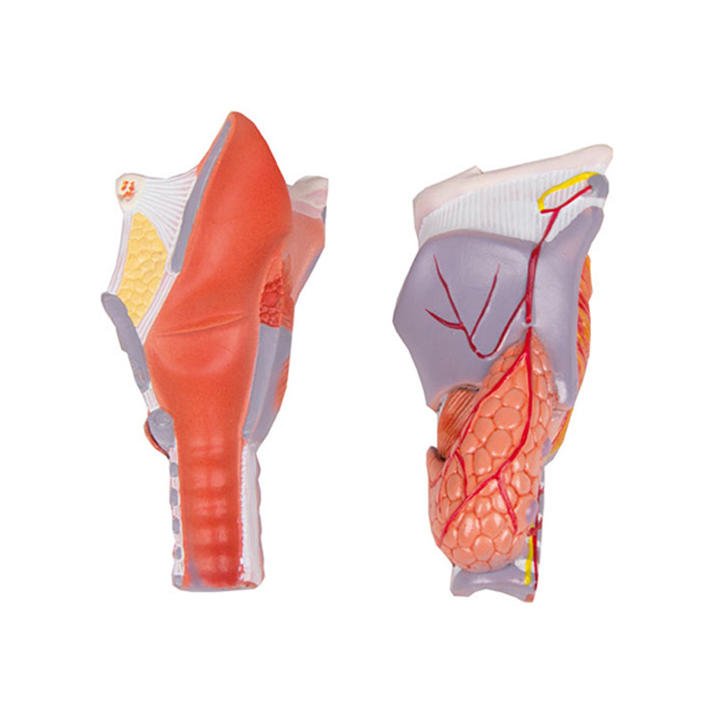 YA/R032A Larynx, life size 2 Parts