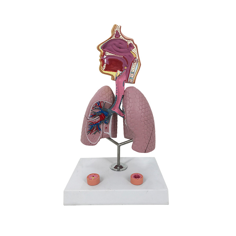YA/R012 Asthma Model