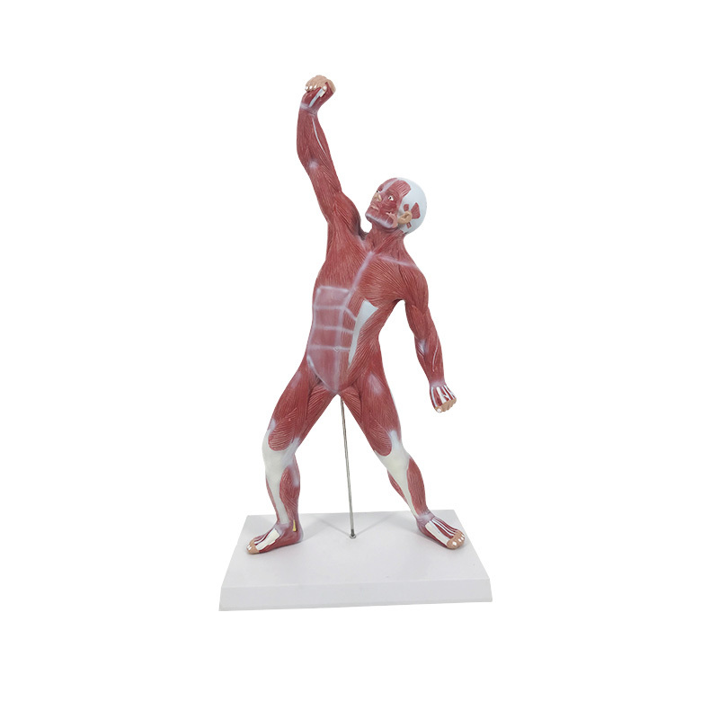 YA/L106 Miniature Human Muscular Figure Anatomy Model