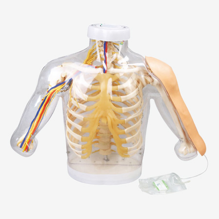 Upper arm Intramuscular Injection and Contrastive Model