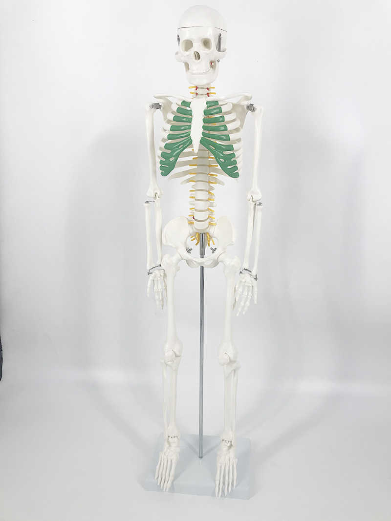 YA/L012A Human Skeleton Model with Green Cartilage and  Spinal Nerves 85cm