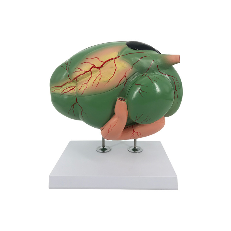 YA/B025-1 Sheep Stomach Model