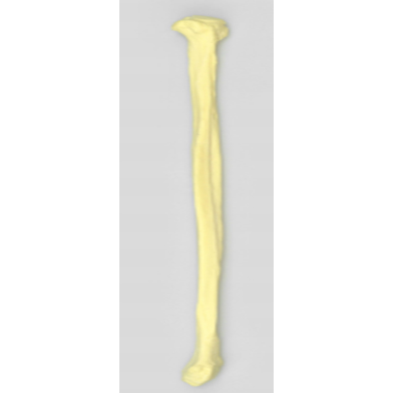 Fibula Practice Model