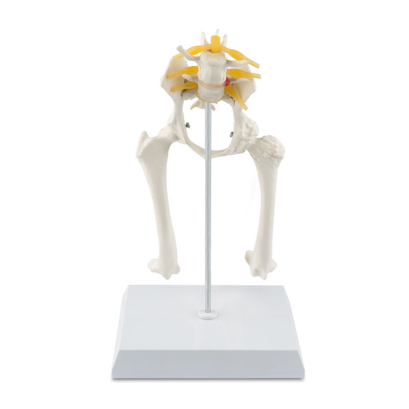 YA/B103-6 Canine Pelvis Model
