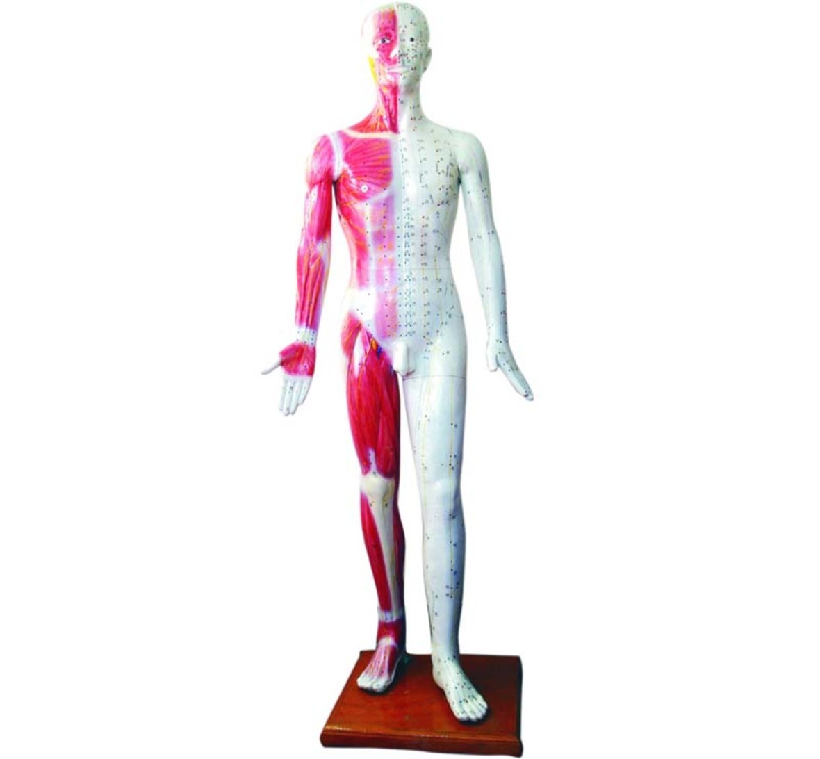 YA/Z011 Male Acupuncture  Model 178CM