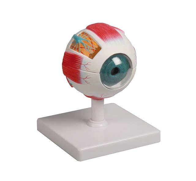 YA/S033 Mini eyeball amplification 1.5 times the model