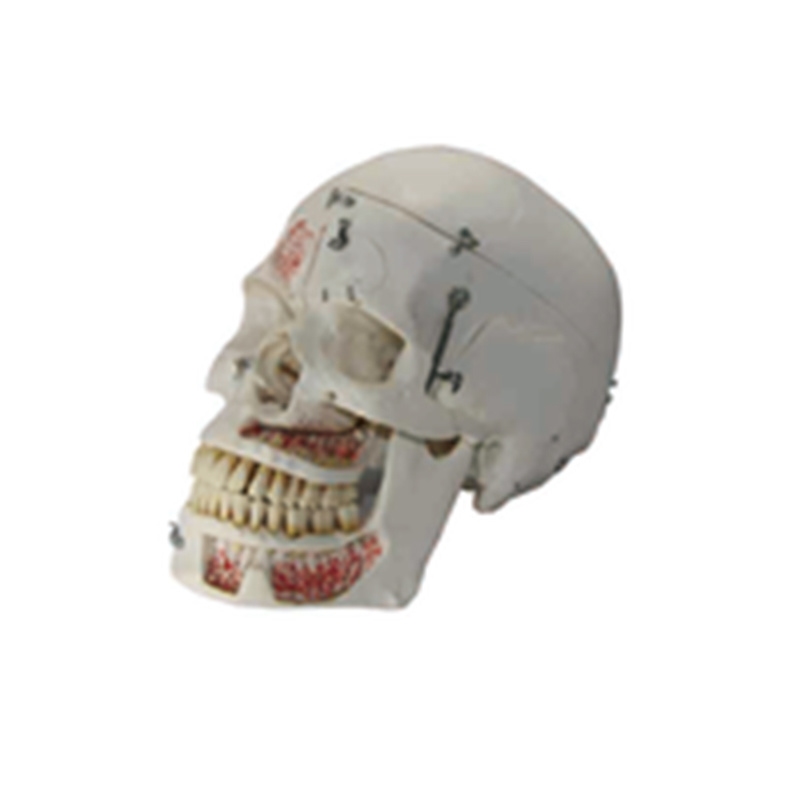 Skull Model