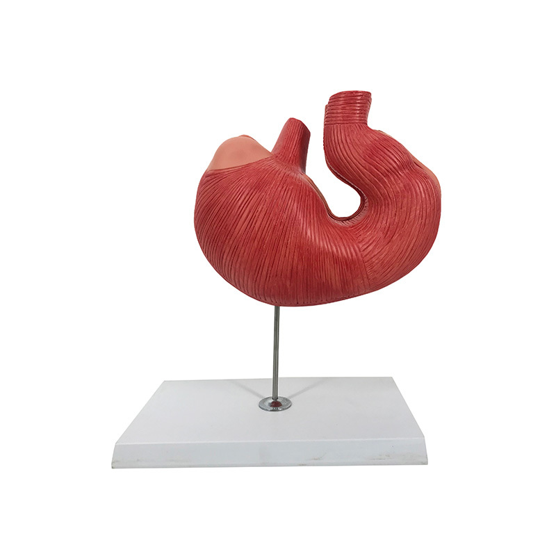 Y/B029-1 Pig Stomach Model