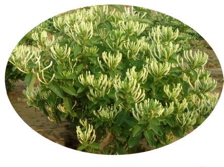 北花一號(hào)金銀花優(yōu)良品種介紹