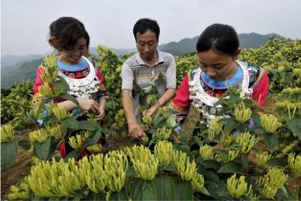 2011年湖南日報：產(chǎn)量過剩 成金銀花市場低迷主因