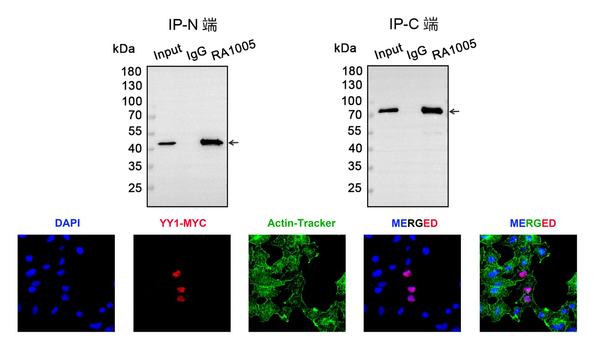 Myc Tag Mouse MAb_标签一抗_产品中心_南京诺唯赞生物科技股份有限公司