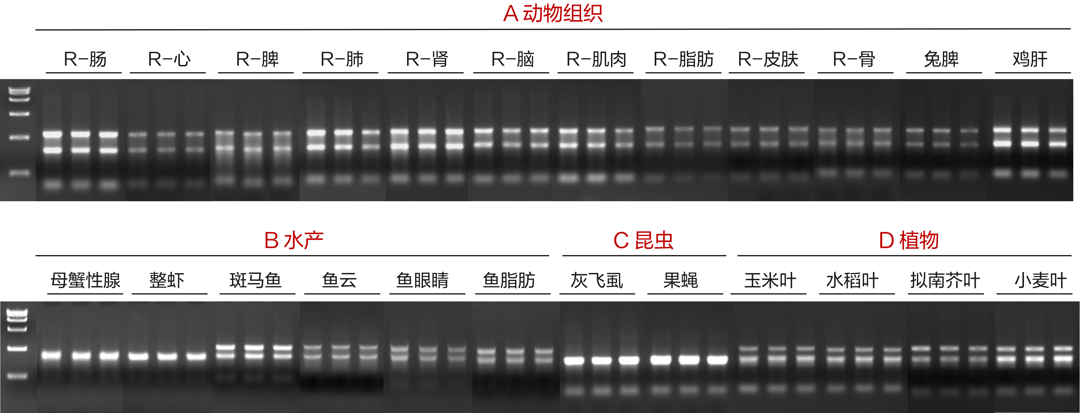 VAMNE Magnetic Universal Total RNA Kit_磁珠法自动化提取_产品中心_南京诺唯赞生物科技股份有限公司