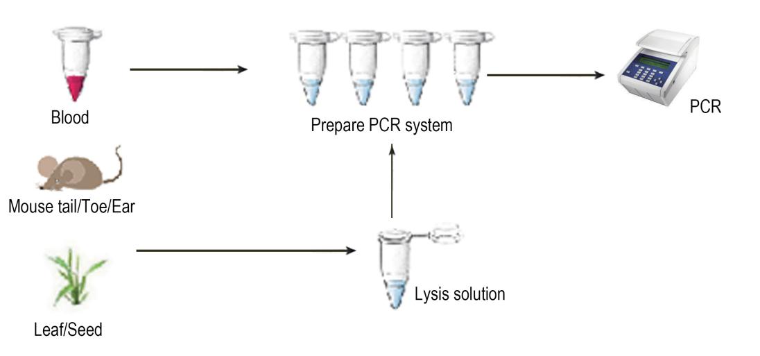 PCR聚合酶链式反应(Polymerase Chain Reaction,PCR)PCR
