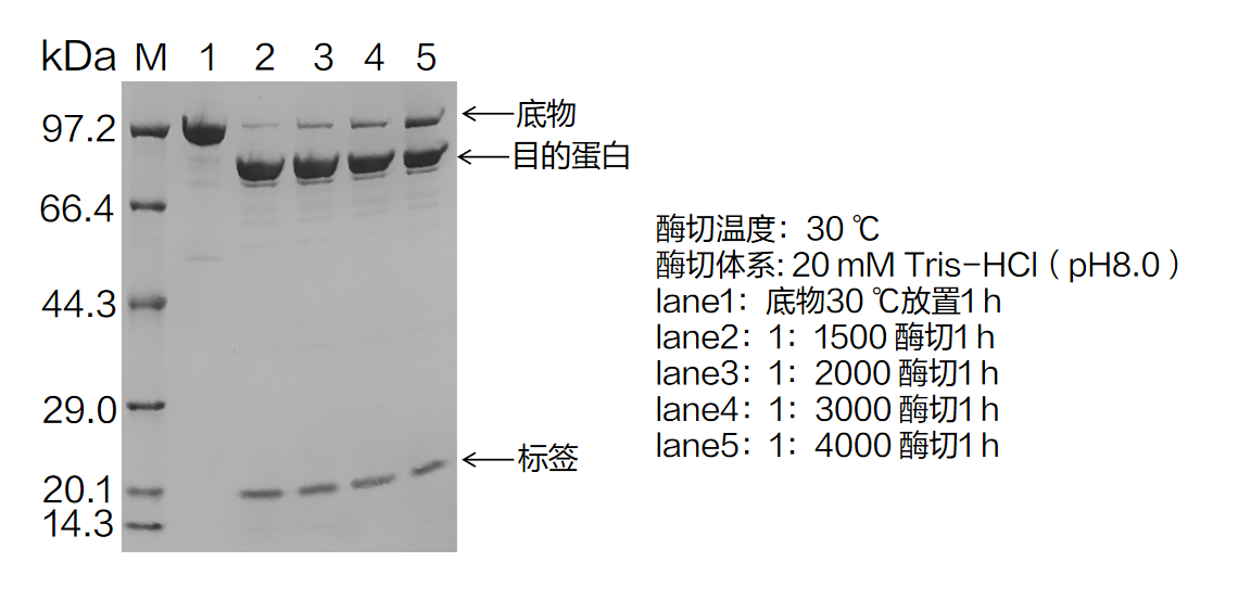 SUMO Protease_蛋白酶_产品中心_南京诺唯赞生物科技股份有限公司