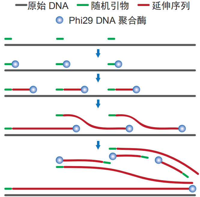 Discover-sc Single Cell WGA Kit_单细胞基因组扩增_产品中心_南京诺唯赞生物科技股份有限公司