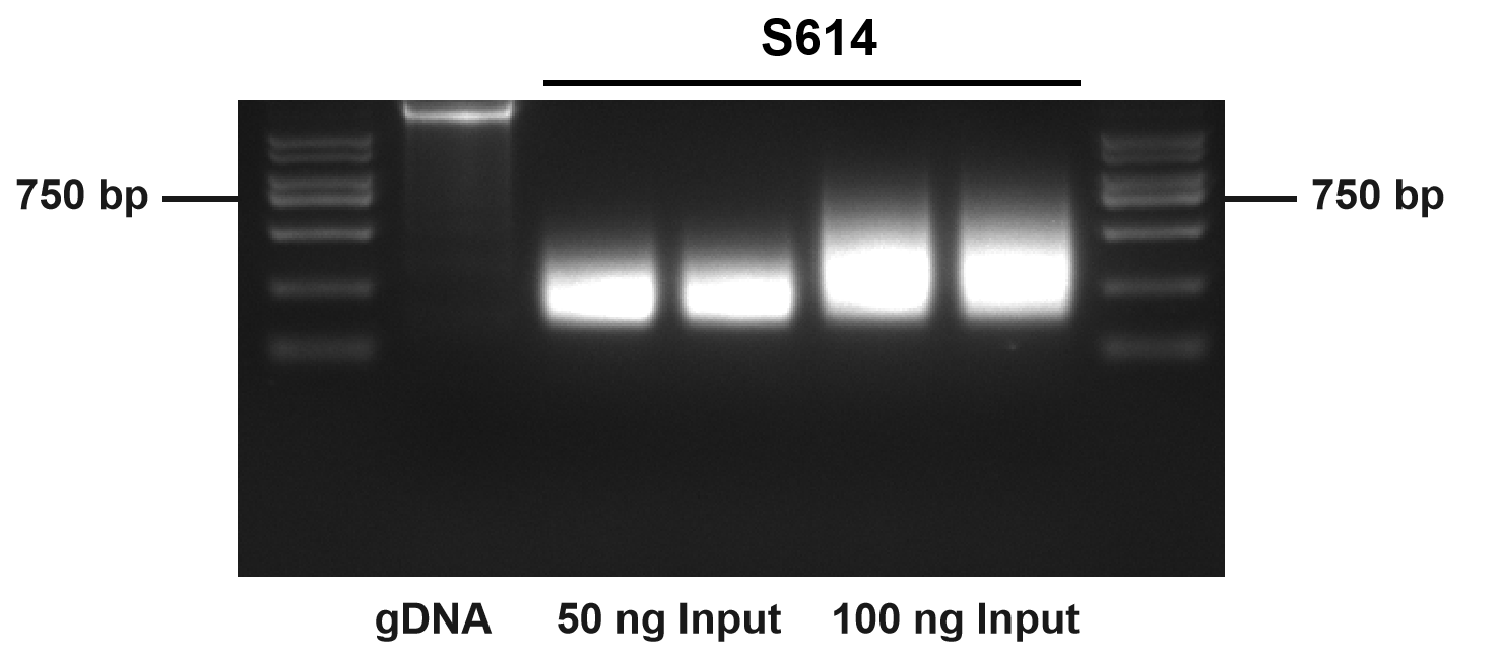 Hyperactive pAG-Tn5 Transposon for CUT&Tag_CUT&Tag建库_产品中心_南京诺唯赞生物科技股份有限公司